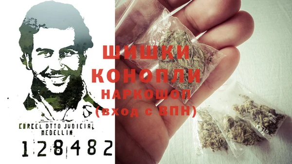 прущие грибы Инта
