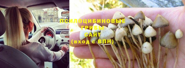 прущие грибы Инта