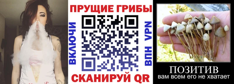 Псилоцибиновые грибы Cubensis  Купить закладки  Катав-Ивановск 